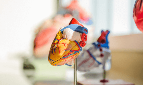 Medical anatomical heart model mounted on a post and standing on a shelf with other heart models