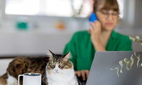 Cat sits on a desk near coffee mug as a woman listens on her smartphone while working on her laptop